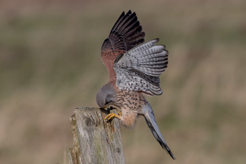 Kestrel Perched on Post