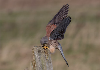 Fototapeta premium Kestrel Landing on Wooden Post