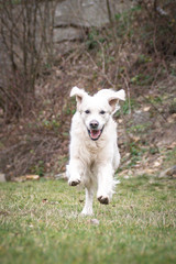 Autumn photoshooting with dog breed  labrador retriever in the park. labrador retriever  is running in nature.