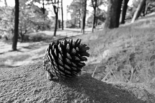 Fondo de piña otoñal en blanco y negro