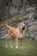 Portrait of Boerboel dog in outdoor museum. Photoshooting in small czech town  outside museum.