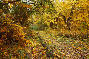 autumn in the park, nice autumn landscape