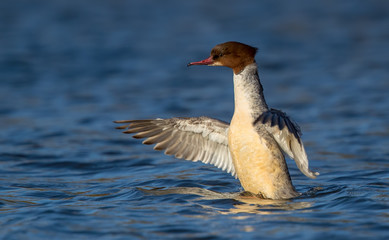 Goosander Female on Water