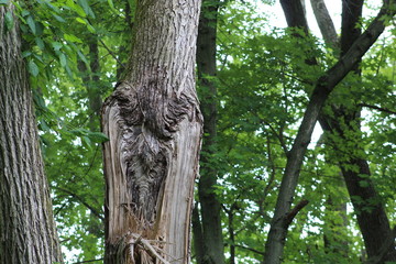 Fototapeta premium face in the tree