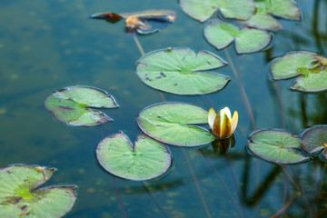 Blooming water Lily on the water
