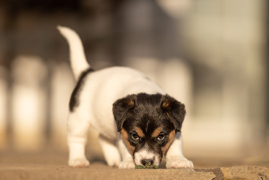 Doggy 6 weeks old. Young small Jack Russell Terrier puppy in the garden.