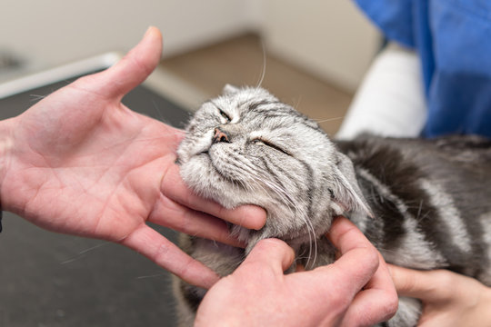 Cat in the veterinary practice is examined by the veterinarian