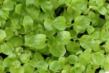 Fototapeta na wymiar Young green leaves close up texture background. Microgreens concept
