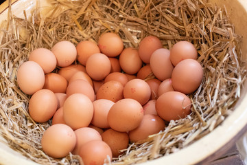 eggs