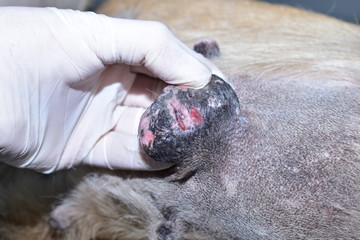 veterinary surgery to remove the tumor