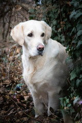 Portrait of labrador retriever in ivy leaves. So patient models. Photoshooting in autumn.