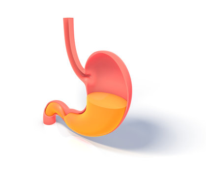 3d stomach anatomy, orange liquid inside clip art preview