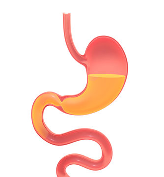 3D Illustration Showing The Inside Of The Stomach Doing Digestion. Representation With Empty Volume, Isolated Silhouette Resting On The Ground With Shadow.