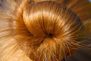 Obraz premium onions on black background