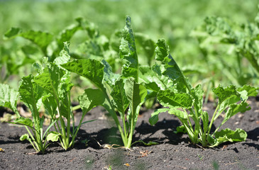 Young beets with bright leaves grows in a beetroot field, close-up