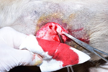 veterinary surgery to remove the tumor