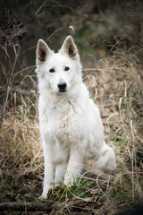 White swiss shepherd dog is sitting in reed. Photo in nature outdoor museum.