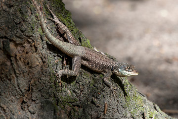 Naklejka na ściany i meble Amazon lava lizard photographed in Linhares, Espirito Santo. Southeast of Brazil. Atlantic Forest Biome. Picture made in 2015.