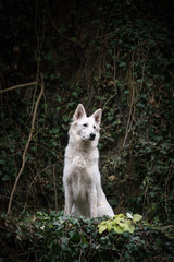 Autumn portrait of female swiss shepherd dog in nature. They are so cute and happy outside.