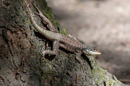 Amazon lava lizard photographed in Linhares, Espirito Santo. Southeast of Brazil. Atlantic Forest Biome. Picture made in 2015.