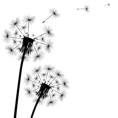 Black silhouette of a dandelion on a white background