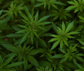 Background of young shoots of marijuana. Growing organic cannabis on the farm. Wallpaper of marijuana.