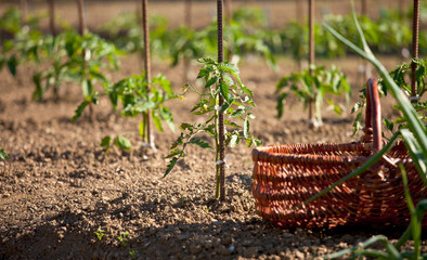 Plantation au potager, pannier posé au sol.