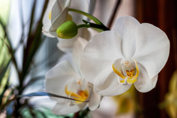 Silky white orchid in front of window