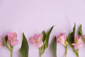 Pink background with pink fresh flowers. Flowers of Alstroemeria, background for a greeting card, banner, blog. The view from the top.