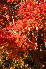 Closeup image featuring red autumn leaves as the early morning sun bathes them in light.