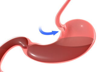 3D illustration of the human stomach, highlighting the duodenal sphincter and esophagus. With a blue arrow with movement pointing.