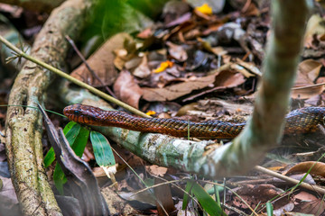 Yellow bellied Puffing Snake  photographed in Linhares, Espirito Santo. Southeast of Brazil. Atlantic Forest Biome. Picture made in 2015.