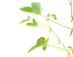 Green leaves soybean.