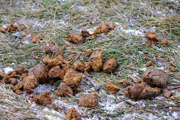Horse droppings on grass, close up