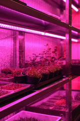 Indoor edible garden for growing microgreens in containers. Sprouting vegetable plants from seeds on shelves in artificial light