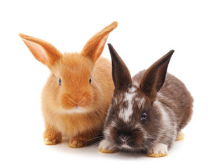 Two little rabbits.