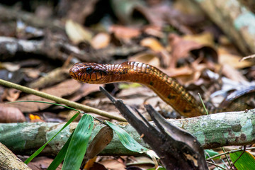 Yellow bellied Puffing Snake  photographed in Linhares, Espirito Santo. Southeast of Brazil. Atlantic Forest Biome. Picture made in 2015.
