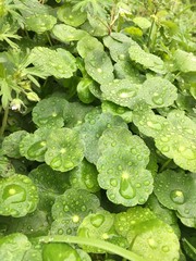 green leaf with water drops