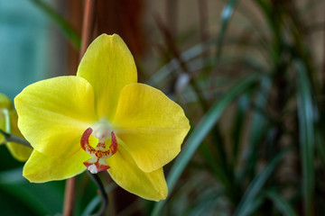 Silky yellow orchid in front of the window