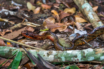 Yellow bellied Puffing Snake  photographed in Linhares, Espirito Santo. Southeast of Brazil. Atlantic Forest Biome. Picture made in 2015.