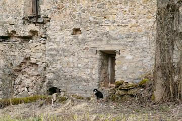 Riga, April, 2008, Black cat sitting at an old stone wall