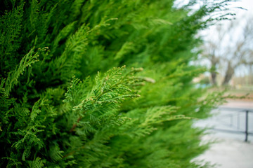 Textura de hojas de pino verdes.