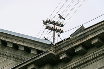 Riga, May, 2008, Birds sitting on an old electrical pole in a city