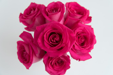 Bouquet of pink roses on a white background.