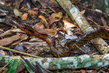 Yellow bellied Puffing Snake  photographed in Linhares, Espirito Santo. Southeast of Brazil. Atlantic Forest Biome. Picture made in 2015.