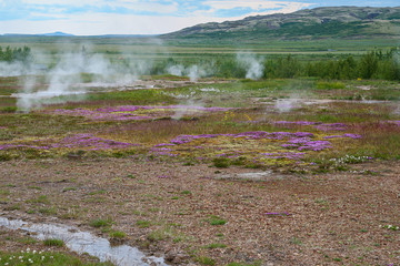 Iceland, 2008, June, Geysers smoking in a field of flowers