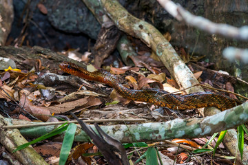 Yellow bellied Puffing Snake  photographed in Linhares, Espirito Santo. Southeast of Brazil. Atlantic Forest Biome. Picture made in 2015.