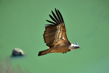 buitre leonado volando © alberto