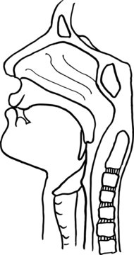 vector outline drawing of maxillary sinus (nose) suffering from coronavirus or covid-19 virus. Medical design template