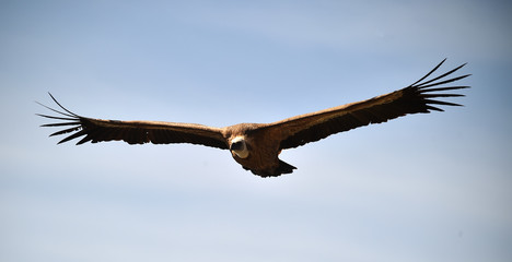 a griffon vulture in the natural park